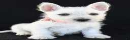 West Highland Terrier dogs for sale: Kelsey - Ad 6