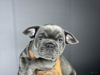 French Bulldog dogs - Ad 18