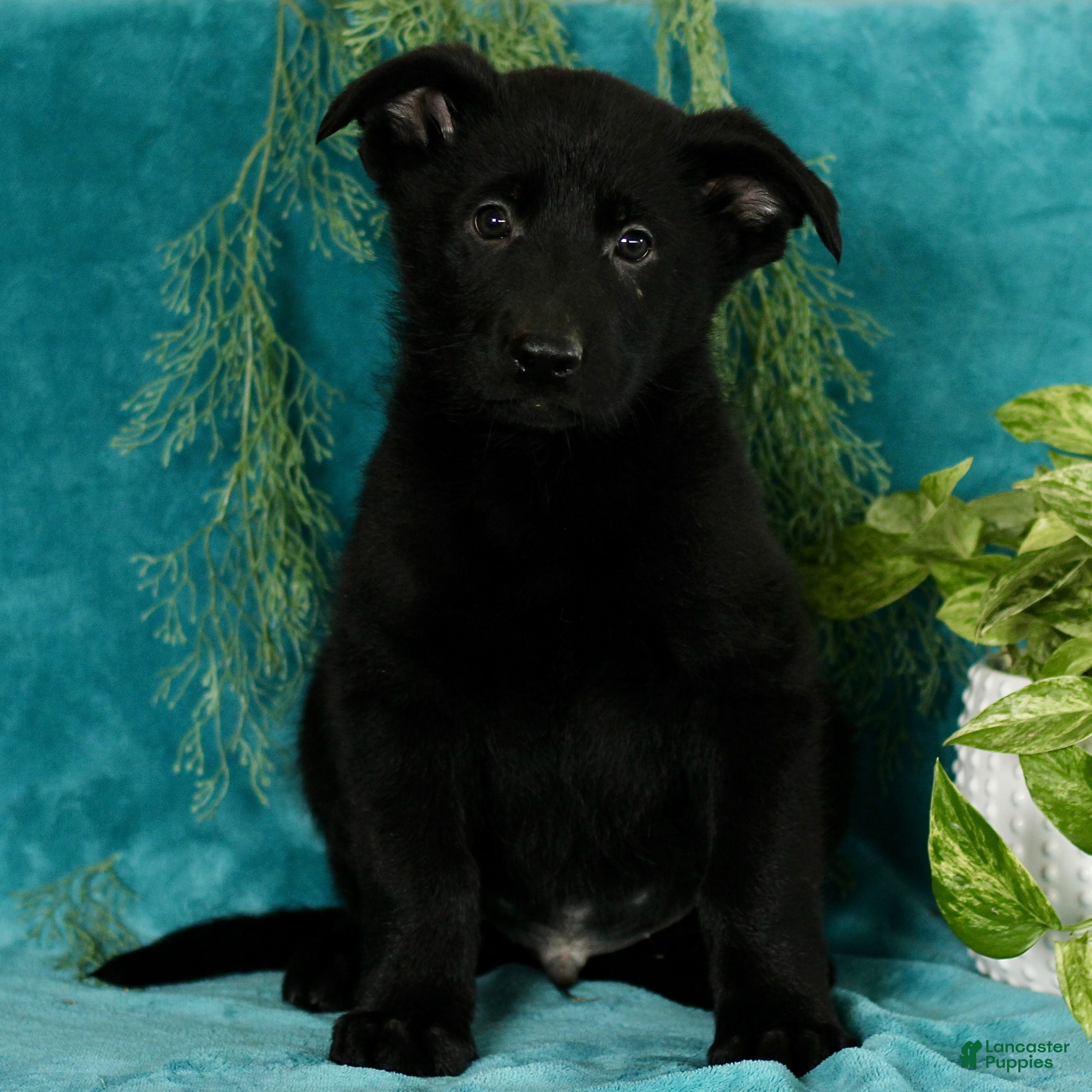 German Shepherd dogs Tristan  - Ad 1