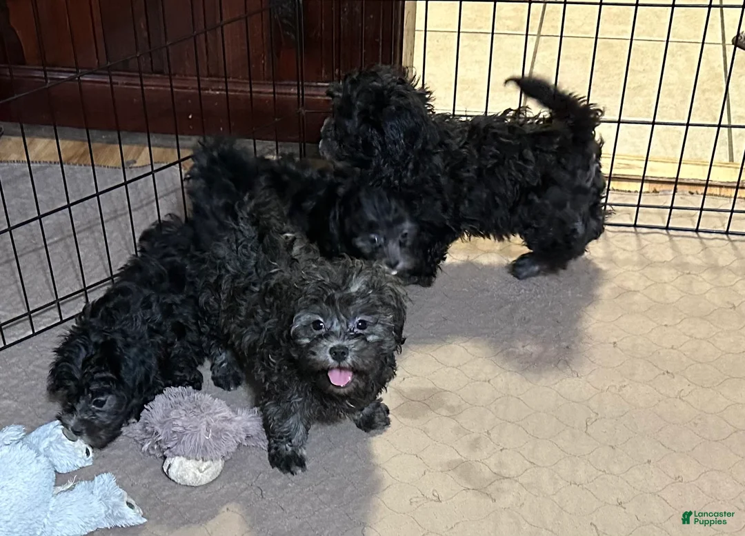 Shihpoo dogs for sale: Shihpoo 3 - Ad 5