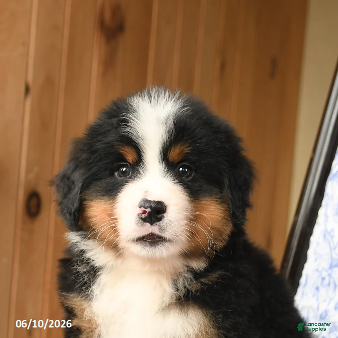 Bernese Mountain Dog dogs for sale: Bear - Ad 5