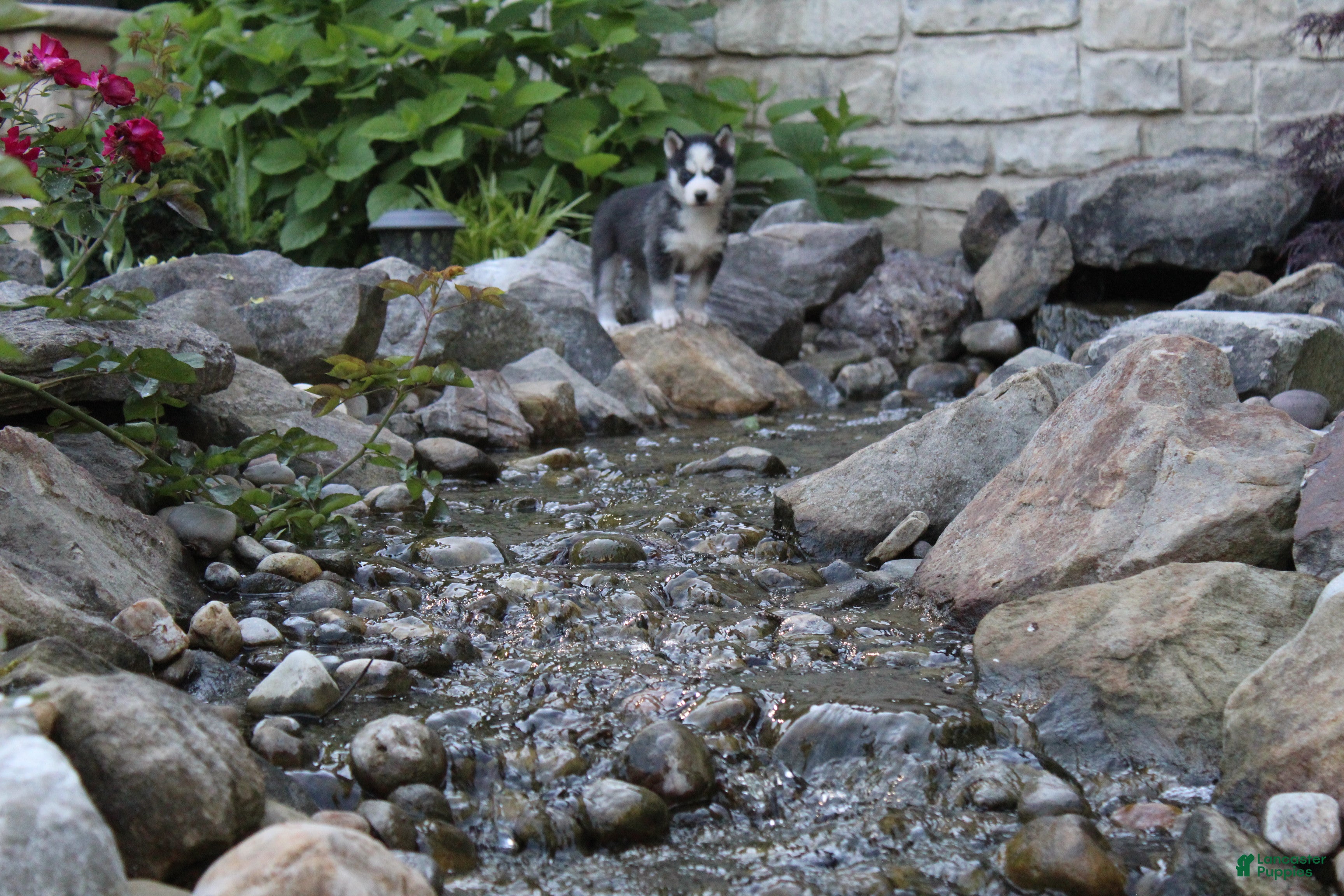 Siberian Husky dogs Maverick  - Ad 2