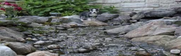Siberian Husky dogs for sale: Maverick  - Ad 2