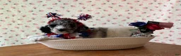 Bernedoodle dogs for sale: Cupcake - Ad 8