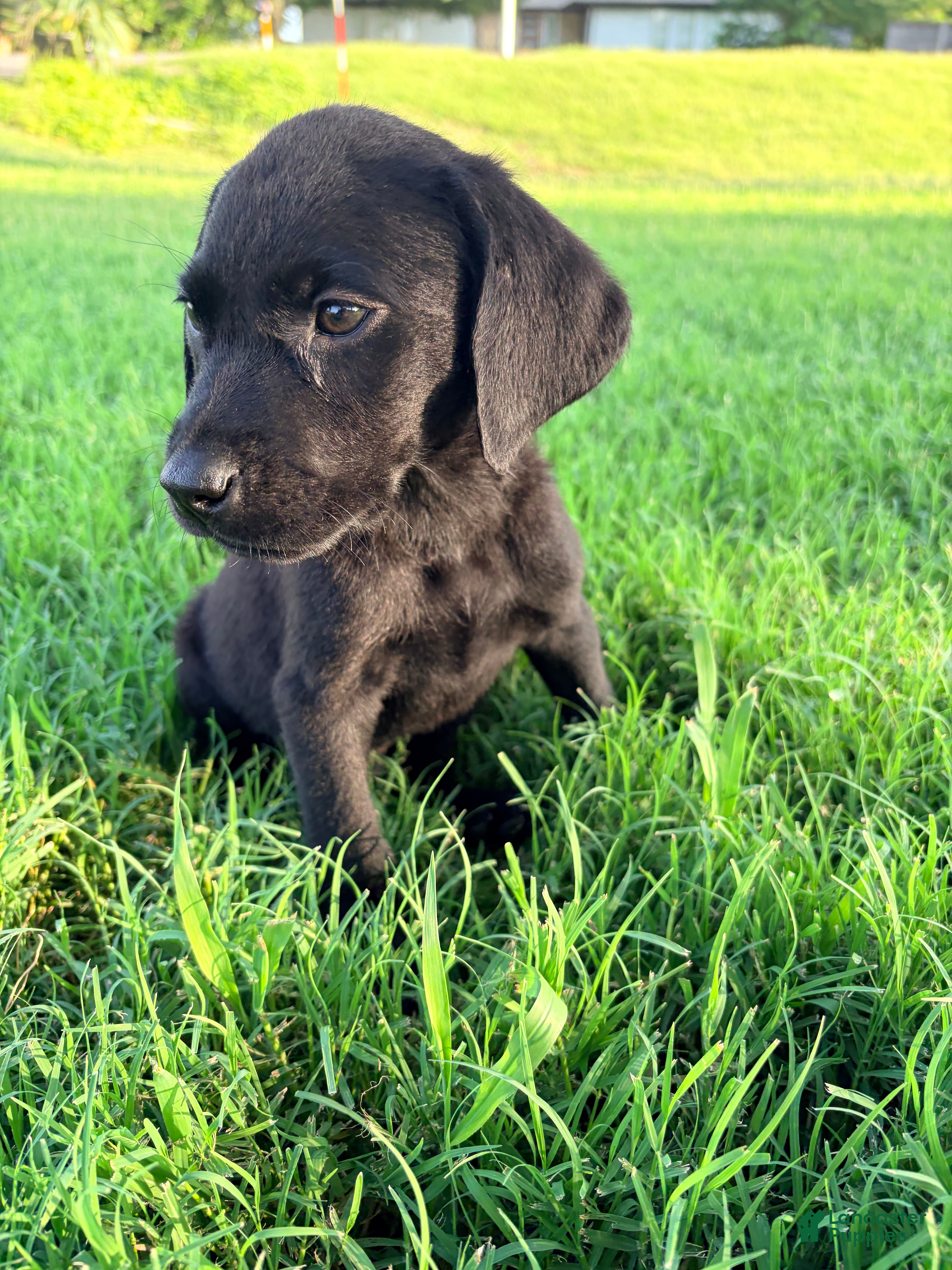 Labrador Retriever dogs Labrador Retriever 2 - Ad 22