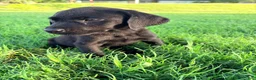 Labrador Retriever dogs for sale: Labrador Retriever 2 - Ad 1