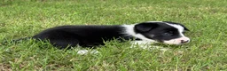 Border Collie dogs for sale: Smooth Girl - Ad 3