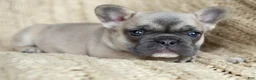French Bulldog dogs for sale: Penny AKC - Ad 18