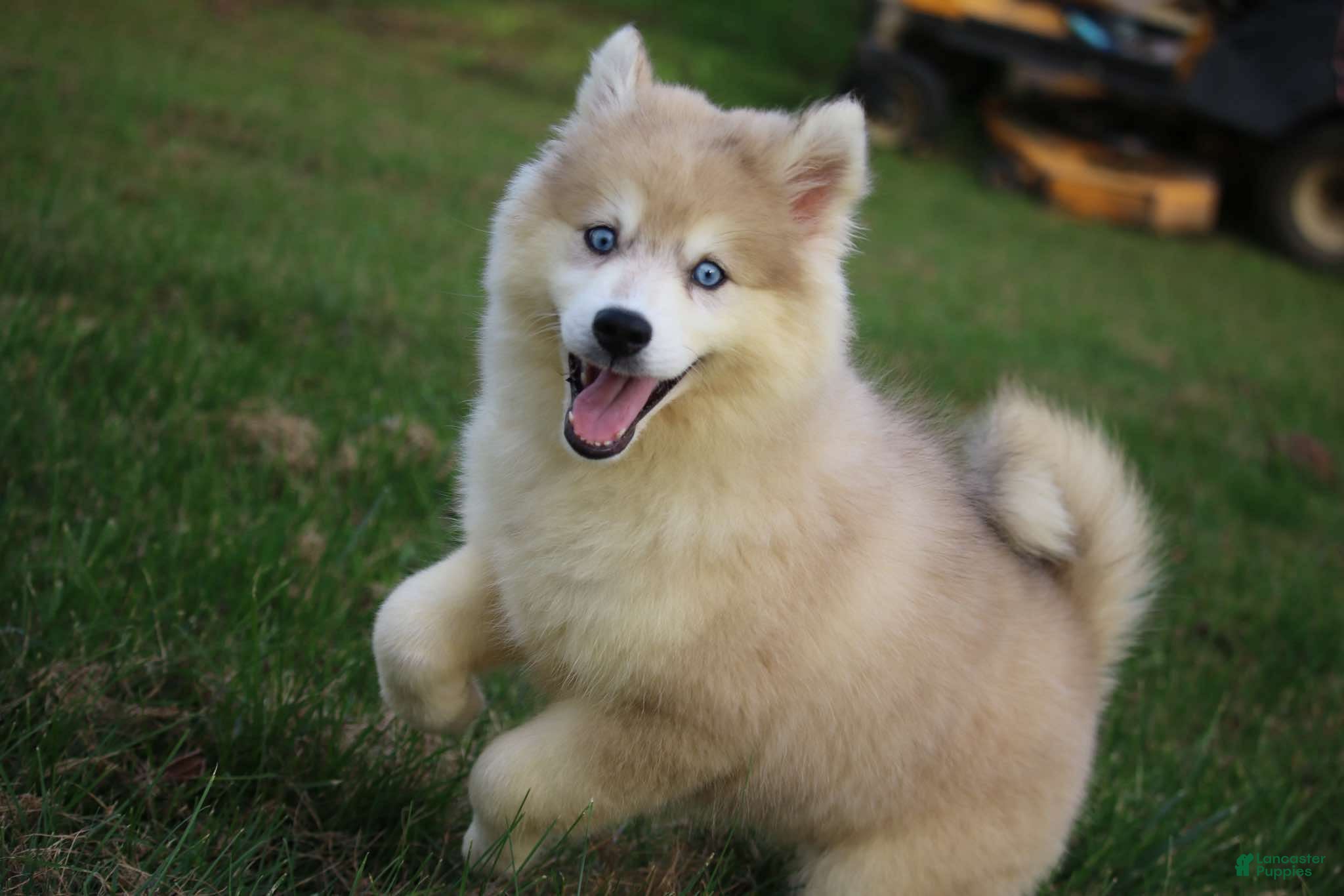 Pomsky dogs for sale: Pomsky Angel - Ad 1