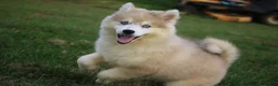 Pomsky dogs for sale: Pomsky Angel - Ad 1