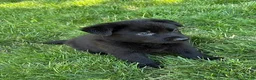German Shepherd dogs for sale: German Shepherd 1 - Ad 3