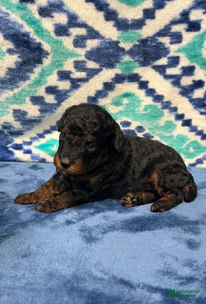 Toy Poodle dogs Phantom Boy - Ad 19