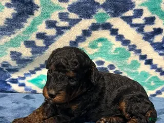 Toy Poodle dogs Phantom Boy - Ad 19