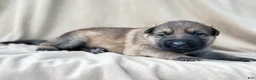 German Shepherd dogs for sale: Sadie - Ad 11