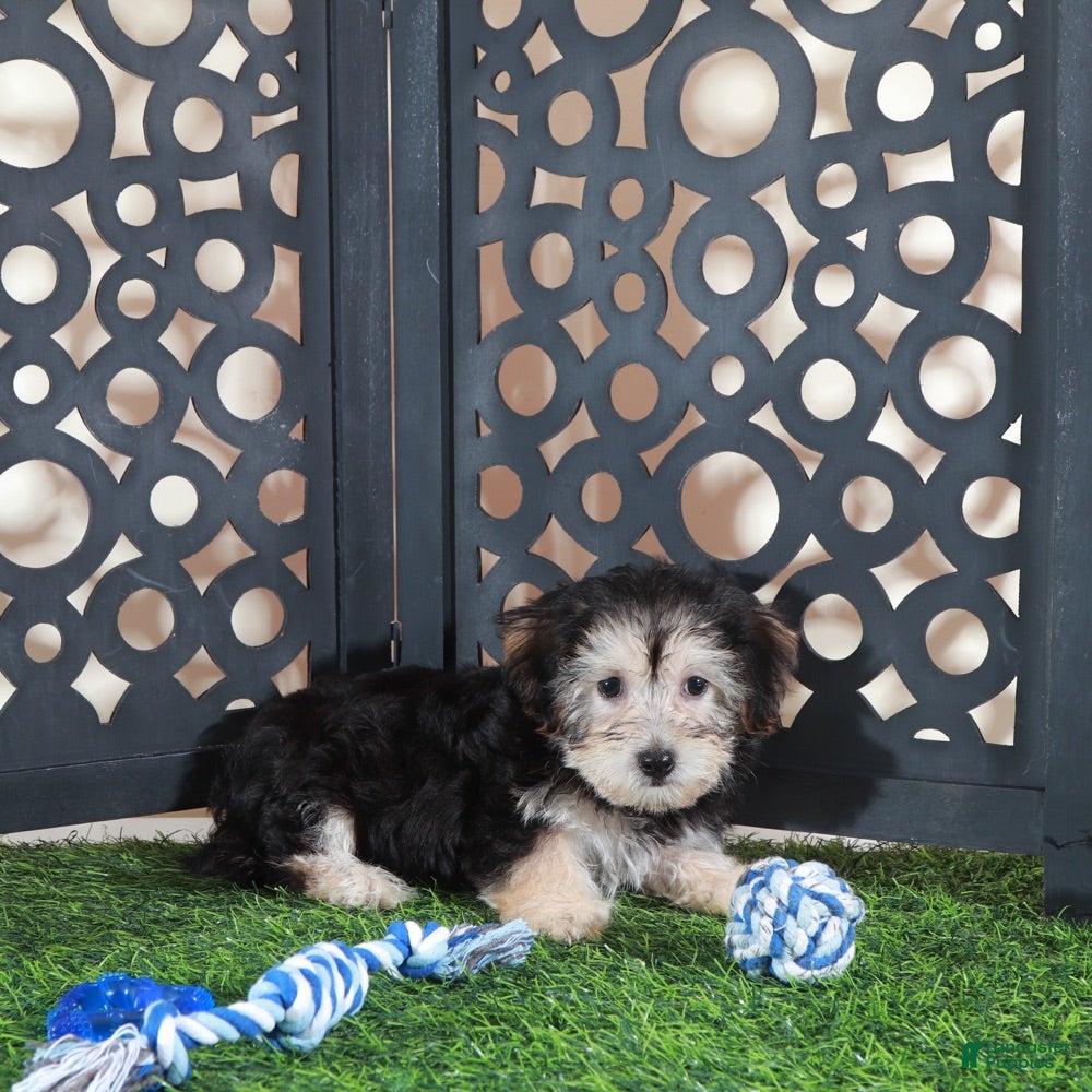 Yochon dogs AJ Handsome Male Yochon Puppy - Ad 29