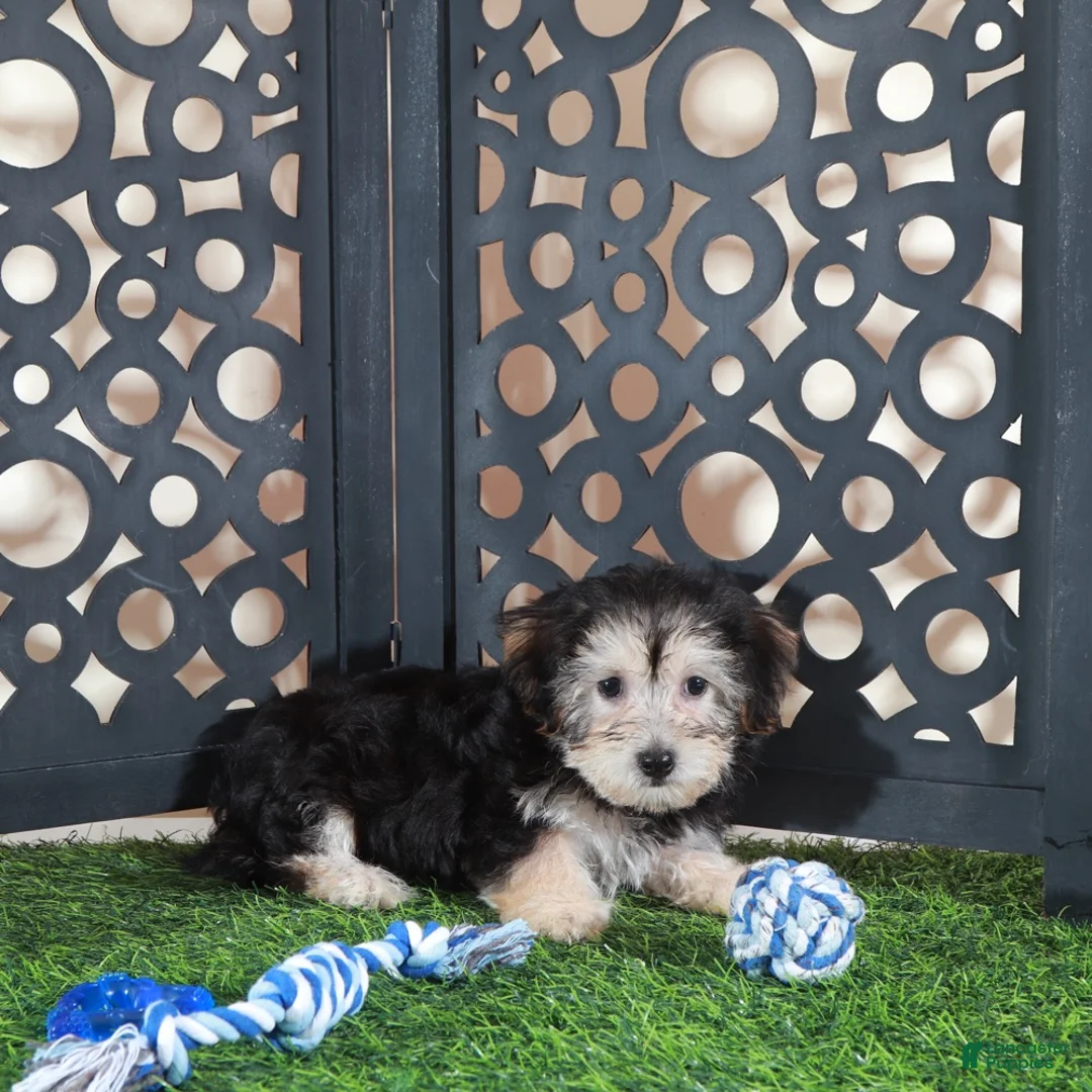 Yochon dogs for sale: AJ Handsome Male Yochon Puppy - Ad 1
