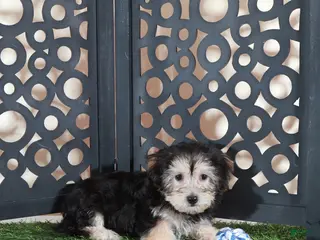 Yochon dogs AJ Handsome Male Yochon Puppy - Ad 39