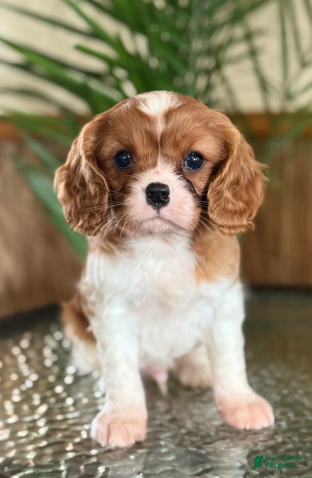 Cavalier King Charles Spaniel dogs for sale: Buttercup - Ad 2