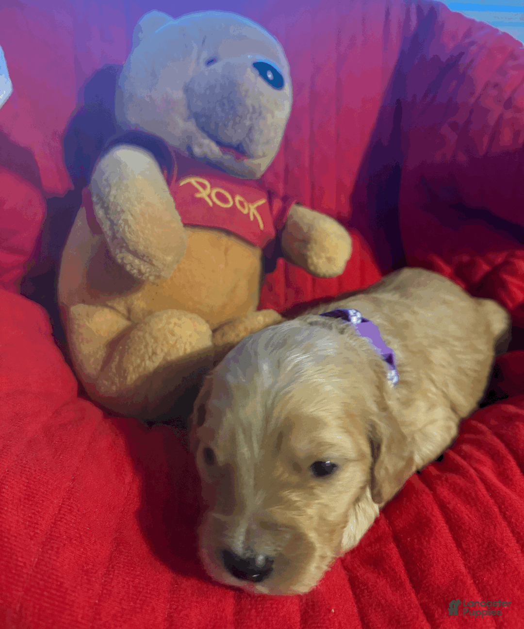 Goldendoodle dogs for sale: Purple - Ad 2