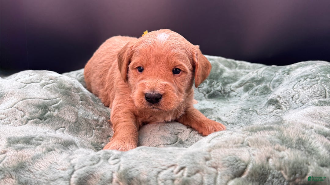 Mini Goldendoodle dogs for sale: Zero Mini Goldendoodle - Ad 5