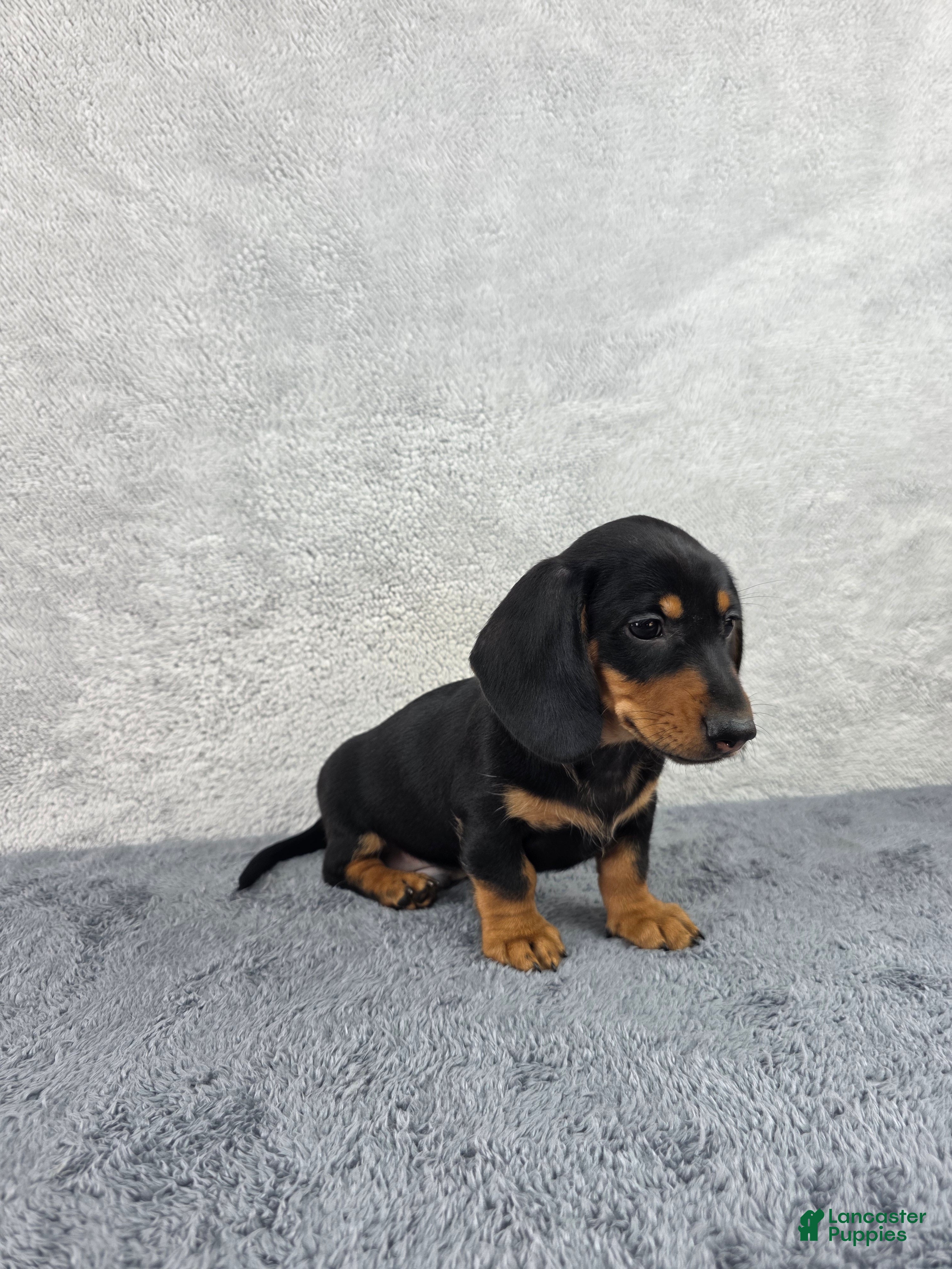 Miniature Dachshund dogs Milo - Ad 2