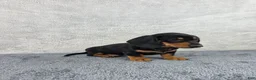 Miniature Dachshund dogs for sale: Milo - Ad 2