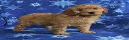Mini Goldendoodle dogs for sale: Eddie - Ad 2