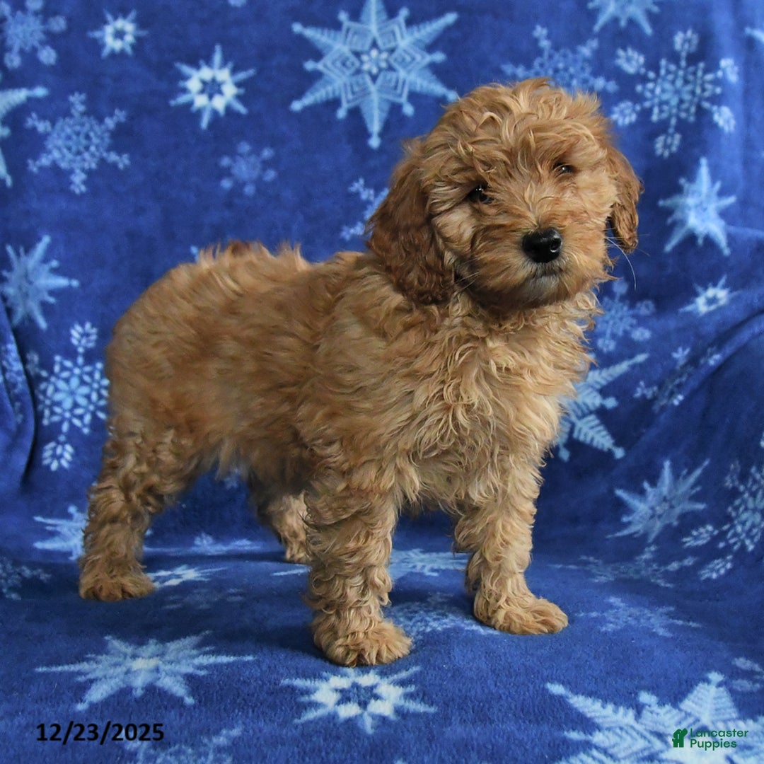 Mini Goldendoodle dogs for sale: Eddie - Ad 2