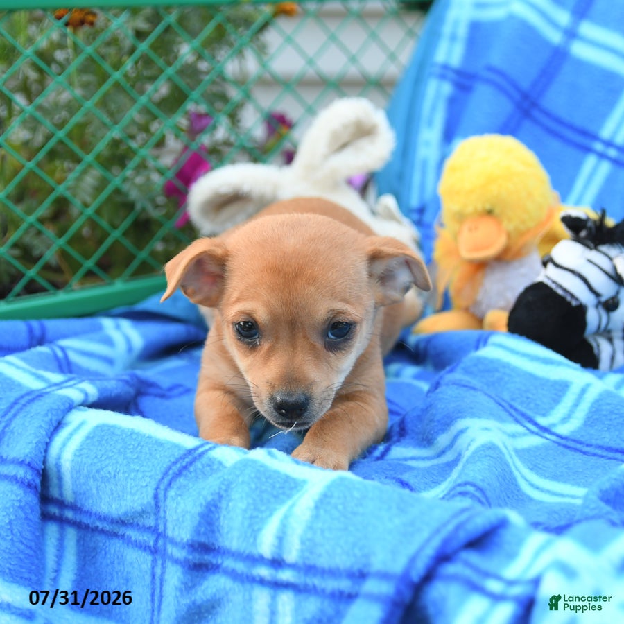 Mixed Breed dogs Teddy - Ad 2