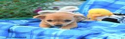 Mixed Breed dogs for sale: Teddy - Ad 2