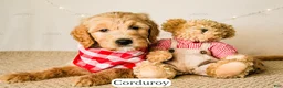 Goldendoodle dogs for sale: Corduroy - Ad 7