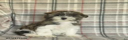 Malshi dogs for sale: Eeyore - Ad 4