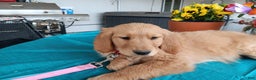 Golden Retriever dogs for sale: Sport - Ad 15