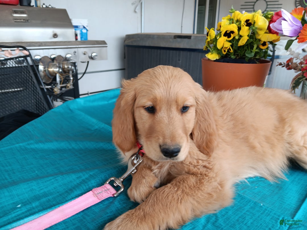 Golden Retriever dogs for sale: Sport - Ad 15