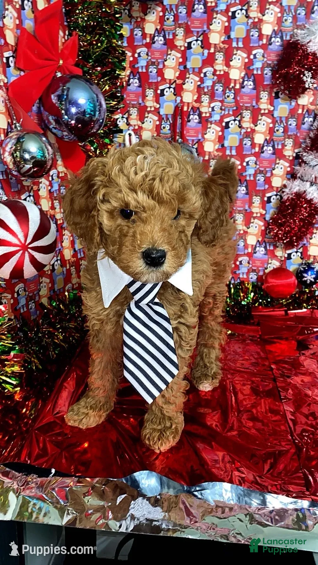 Mini Goldendoodle dogs for sale: Saint - Ad 4