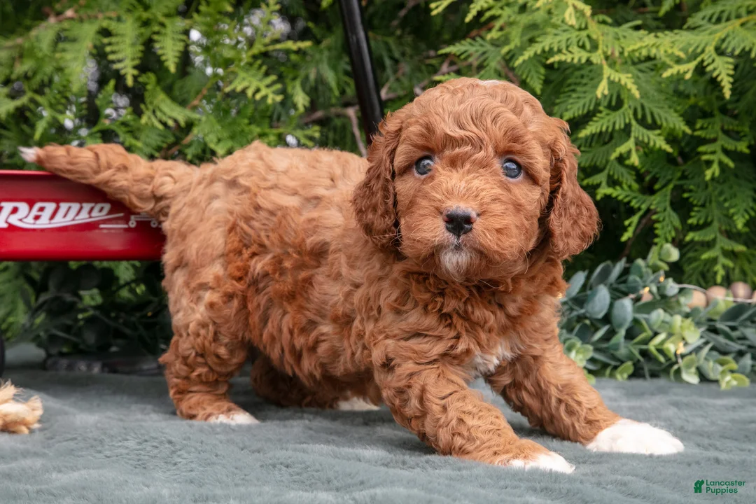 Cavapoo dogs for sale: Arrow - Ad 2