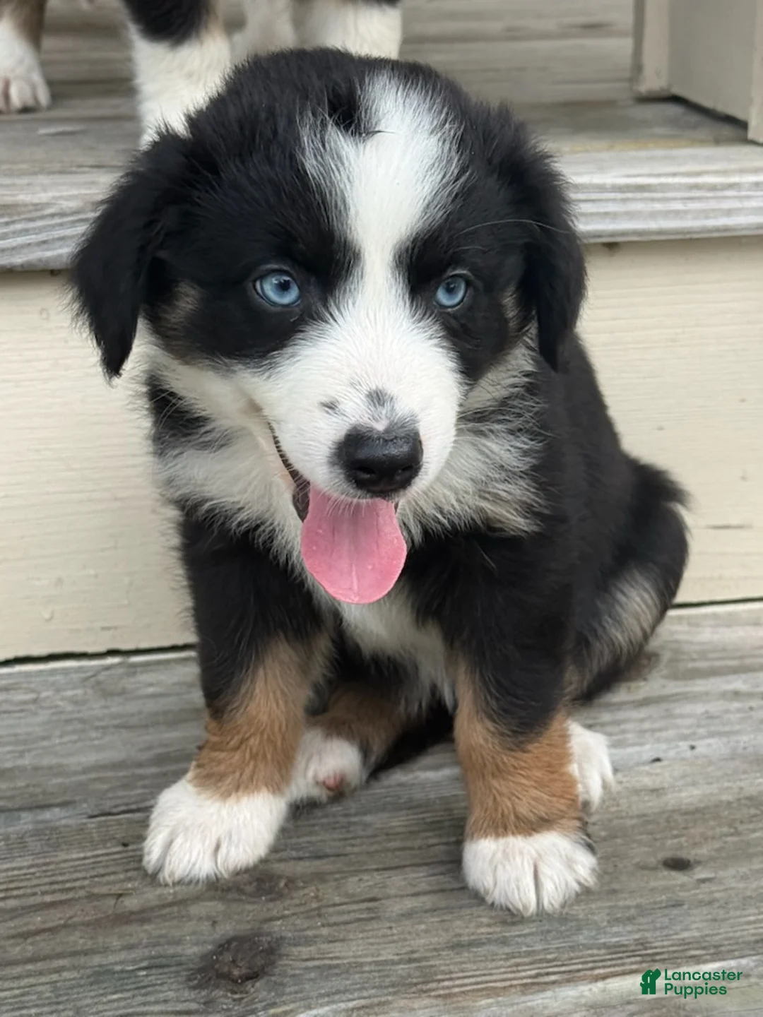 Miniature Australian Shepherd dogs for sale: CADDY- (Pink Collar) - Ad 2