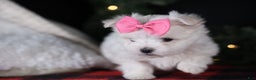 Maltese dogs for sale: ABBEY - Ad 4