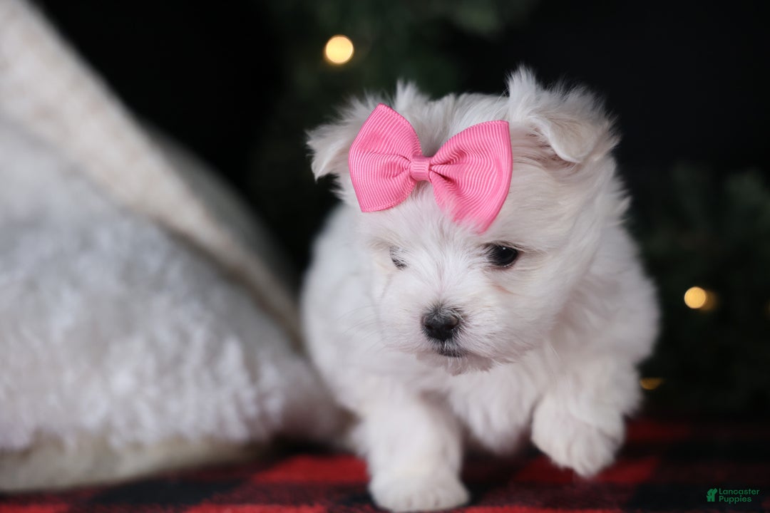 Maltese dogs for sale: ABBEY - Ad 4