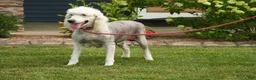 Sheepadoodle dogs for sale: Moses F1 - Ad 4