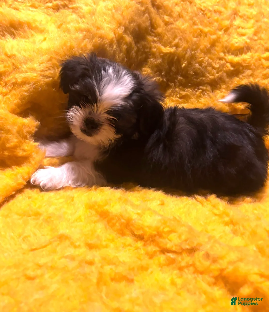 Shorkie dogs for sale: Shorkie Puppy 1 - Ad 1