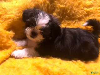 Shorkie dogs Shorkie Puppy 1 - Ad 31