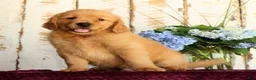 Golden Retriever dogs for sale: Jasper - Ad 5