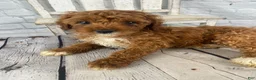 Cavapoo dogs for sale: Rosie - Ad 12