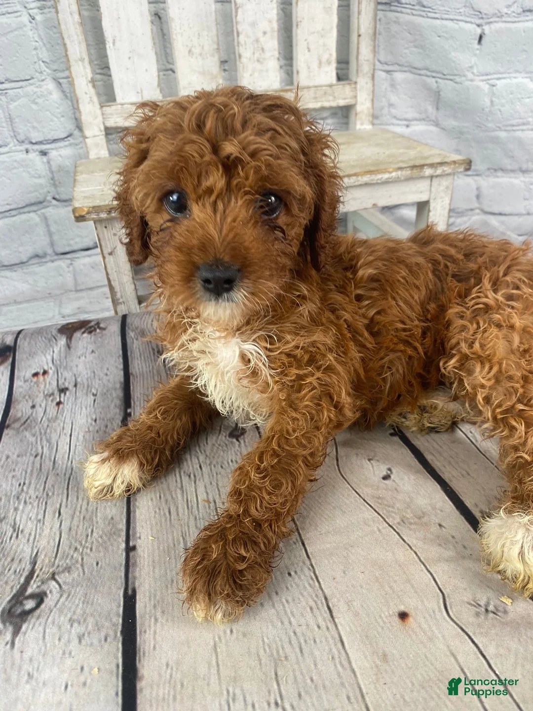 Cavapoo dogs for sale: Rosie - Ad 12