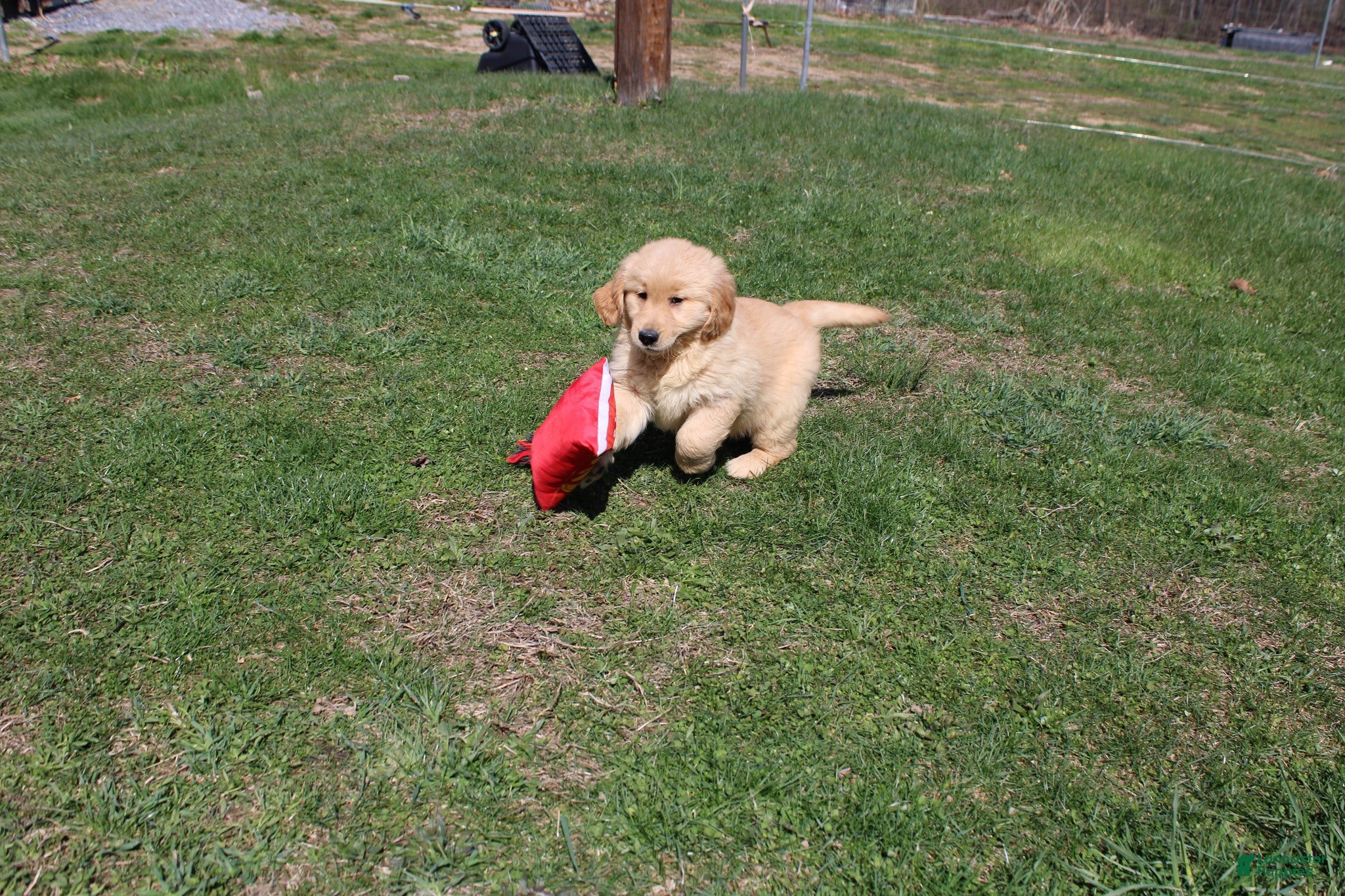 Golden Retriever dogs Milliliter  - Ad 29