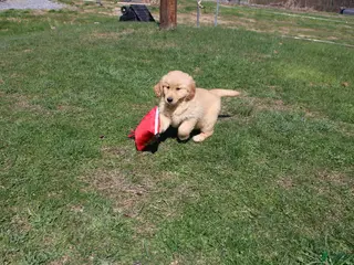 Golden Retriever dogs Milliliter - Ad 29