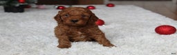 Cavapoochon dogs for sale: Malcolm - Ad 6