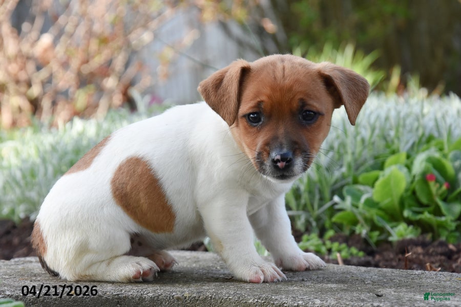 Jack Russell Terrier dogs Jessie - Ad 2