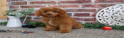 Cavapoo dogs for sale: Donut - Ad 3